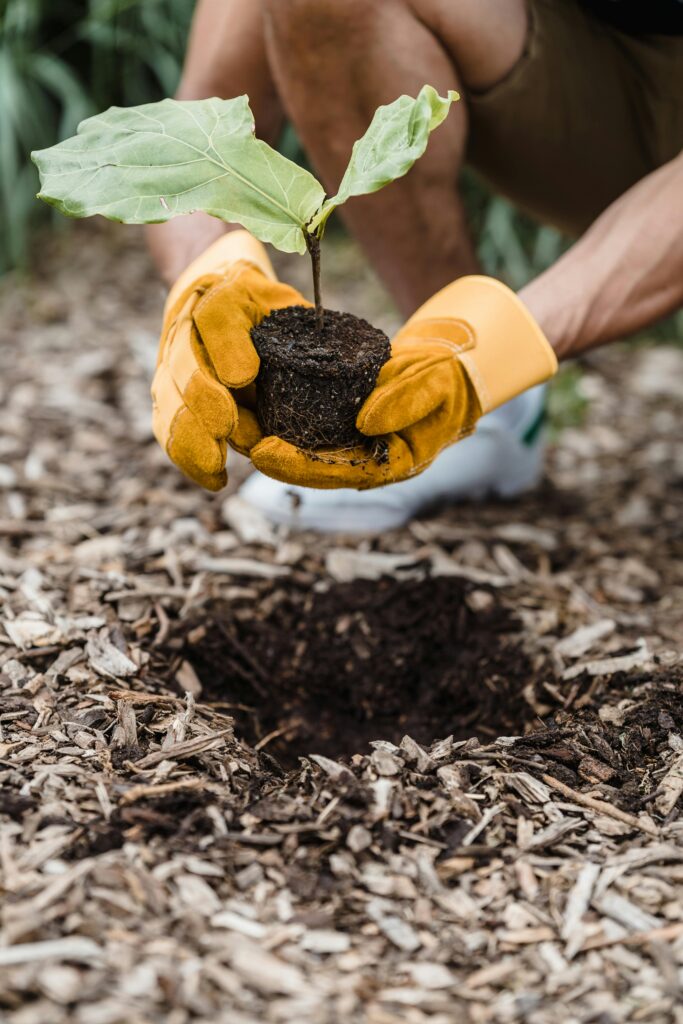 pexels-photo-9324330-9324330 Man wearing gloves plants a seedling outdoors, promoting new life and sustainability.