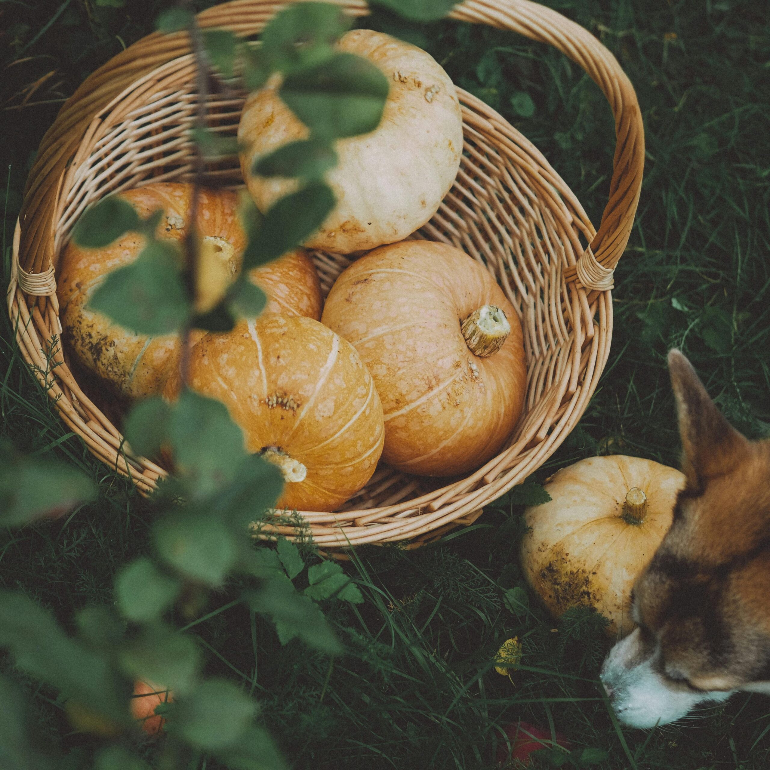 A dog sniffs near a basket of pumpkins on lush fall grass.