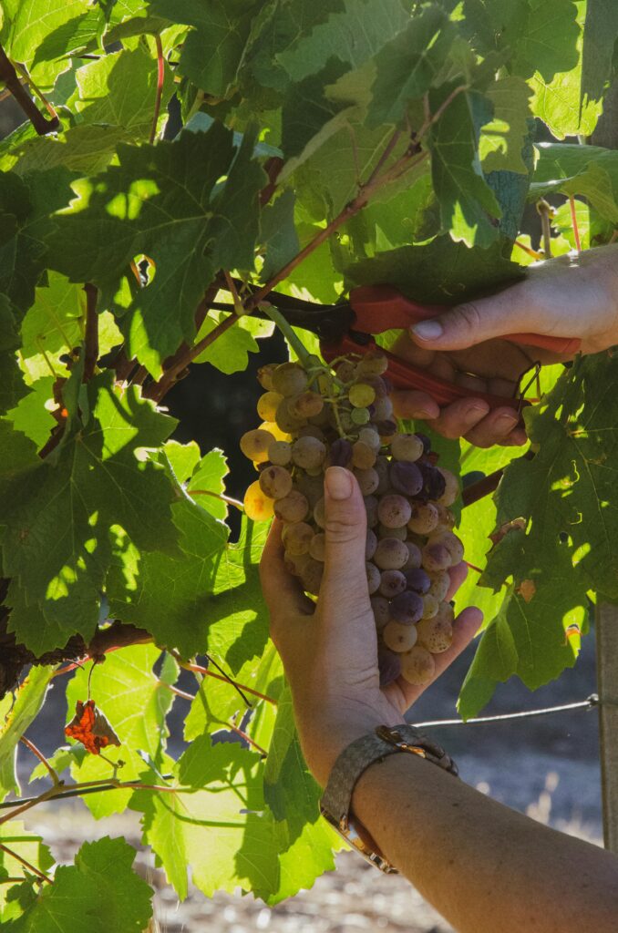 pexels-photo-8164278-8164278 Close-up of hands using pruners to cut grapes from a vine in a vineyard.